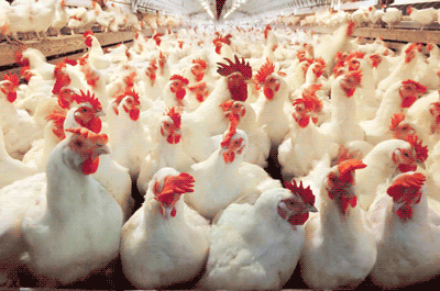 گرانی مرغ در روزهای آتی با کاهش تولید/ تامین نهاده‌های دامی کندتر شده است